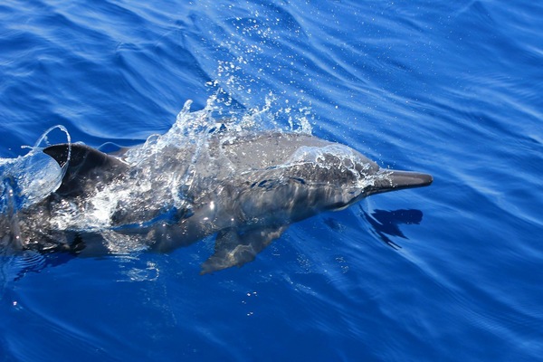 colera dauphins 2016 05 06 600x